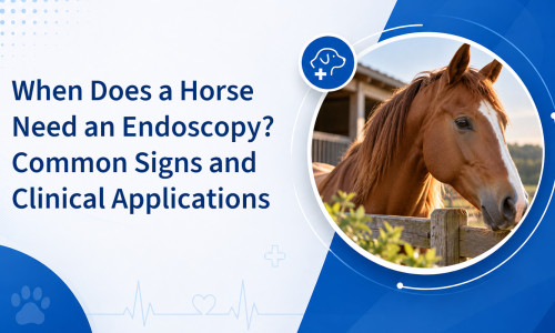 Quand un cheval a-t-il besoin d'une endoscopie ? Signes courants et applications cliniques
