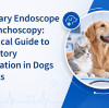 Veterinary Endoscope for Bronchoscopy: A Practical Guide to Respiratory Examination in Dogs and Cats