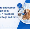 Veterinary Endoscope for Foreign Body Removal: A Practical Guide for Dogs and Cats