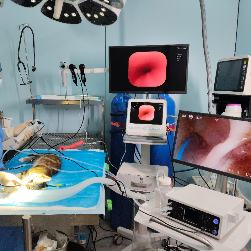 Veterinary endoscopes used in veterinary hospital