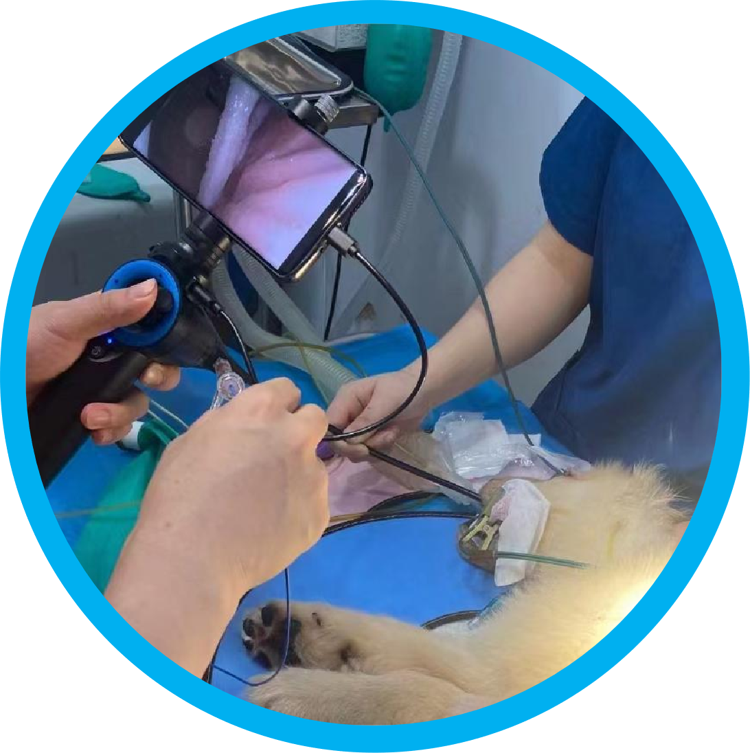 What Are the Common Types of Veterinary Endoscopy Forceps?
