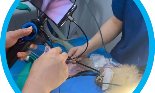 What Are the Common Types of Veterinary Endoscopy Forceps?