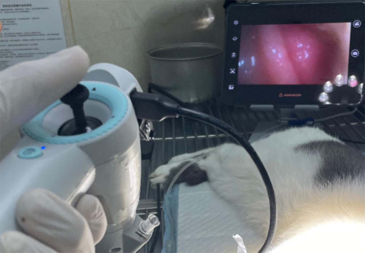 The Application of Veterinary Endoscopes