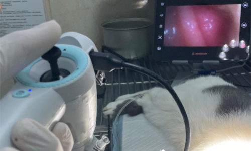 The Application of Veterinary Endoscopes
