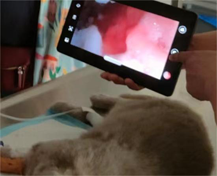 Endoscopic removal of a gastric foreign body in a cat