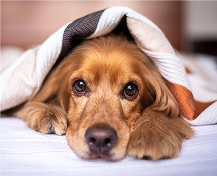 dog