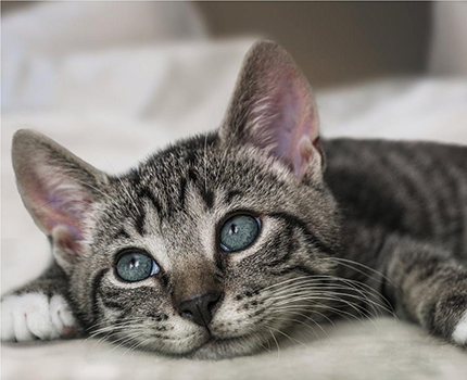 cat