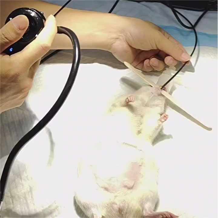 How to Use Endoscopy for Gastrointestinal Surgeries in Exotic Pets？