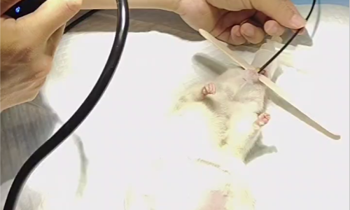 How to Use Endoscope for Gastrointestinal Surgeries in Exotic Pets?