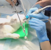 Transformer les soins aux lapins : l'impact révolutionnaire de l'endoscopie dentaire sur la dentisterie des petits mammifères