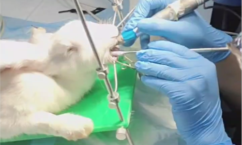 Transforming Rabbit Care: The Game-Changing Impact of Dental Endoscopy on Small Mammal Dentistry