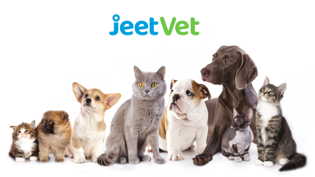 A New Perspective in Animal Healthcare | JeetVet Endoscopes Explore Precision Solutions for Veterinary Medicine