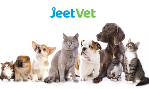 A New Perspective in Animal Healthcare | JeetVet Endoscopes Explore Precision Solutions for Veterinary Medicine