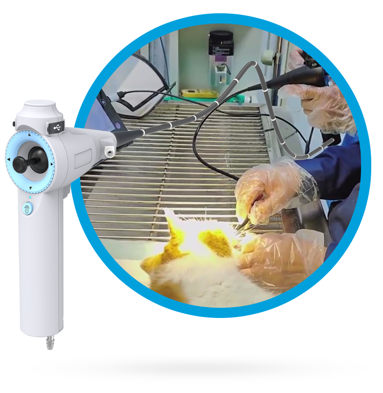 How Does the Veterinary Endoscope Work?