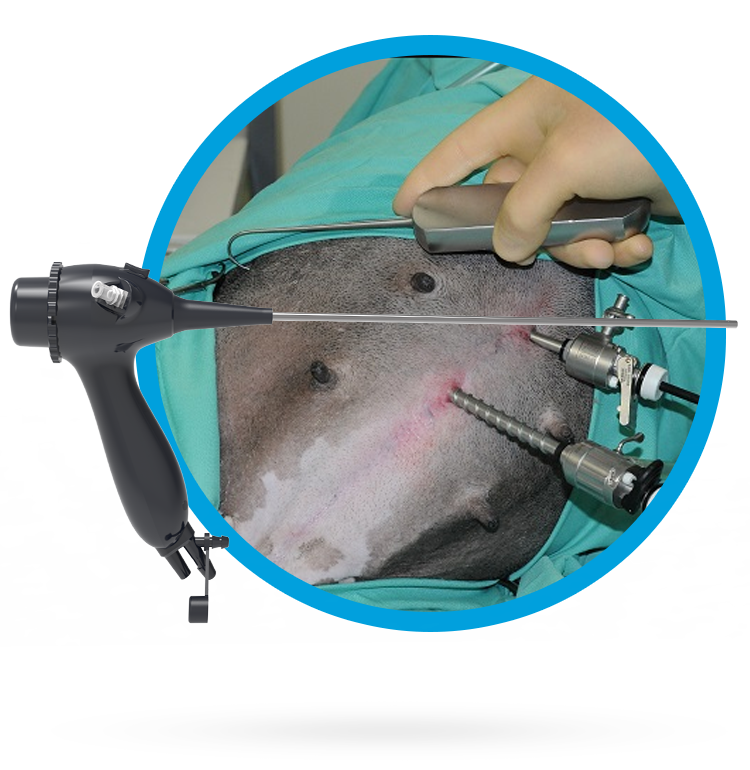 Exotic Veterinary Endoscope-1