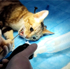 Portable Veterinary Endoscope for Bronchoscopy: A Breath of Fresh Air in Animal Diagnostics