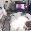 Minimally-Invasive Rescue: A Vet's Guide to Using Endoscopes for Foreign Body Removal