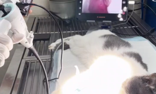 Minimally-Invasive Rescue: A Vet's Guide to Using Endoscopes for Foreign Body Removal
