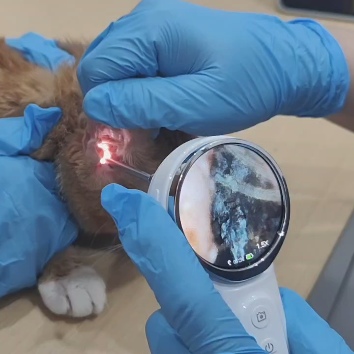 Animal Otoscope