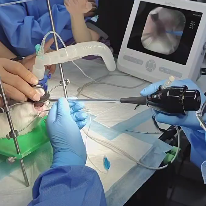 How to Use Rigid Veterinary Endoscope to Perform Endoscopic Endotracheal Intubation on Pets