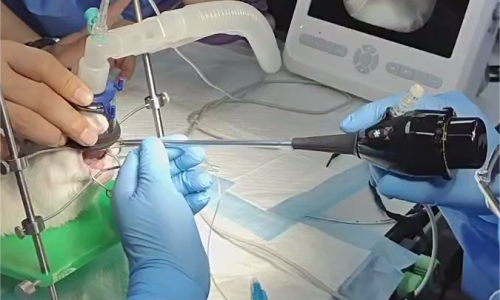 How to Use Rigid Veterinary Endoscope to Perform Endoscopic Endotracheal Intubation on Pets