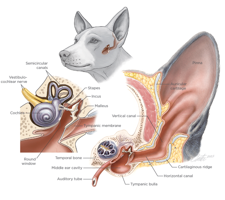 Canine ear structure