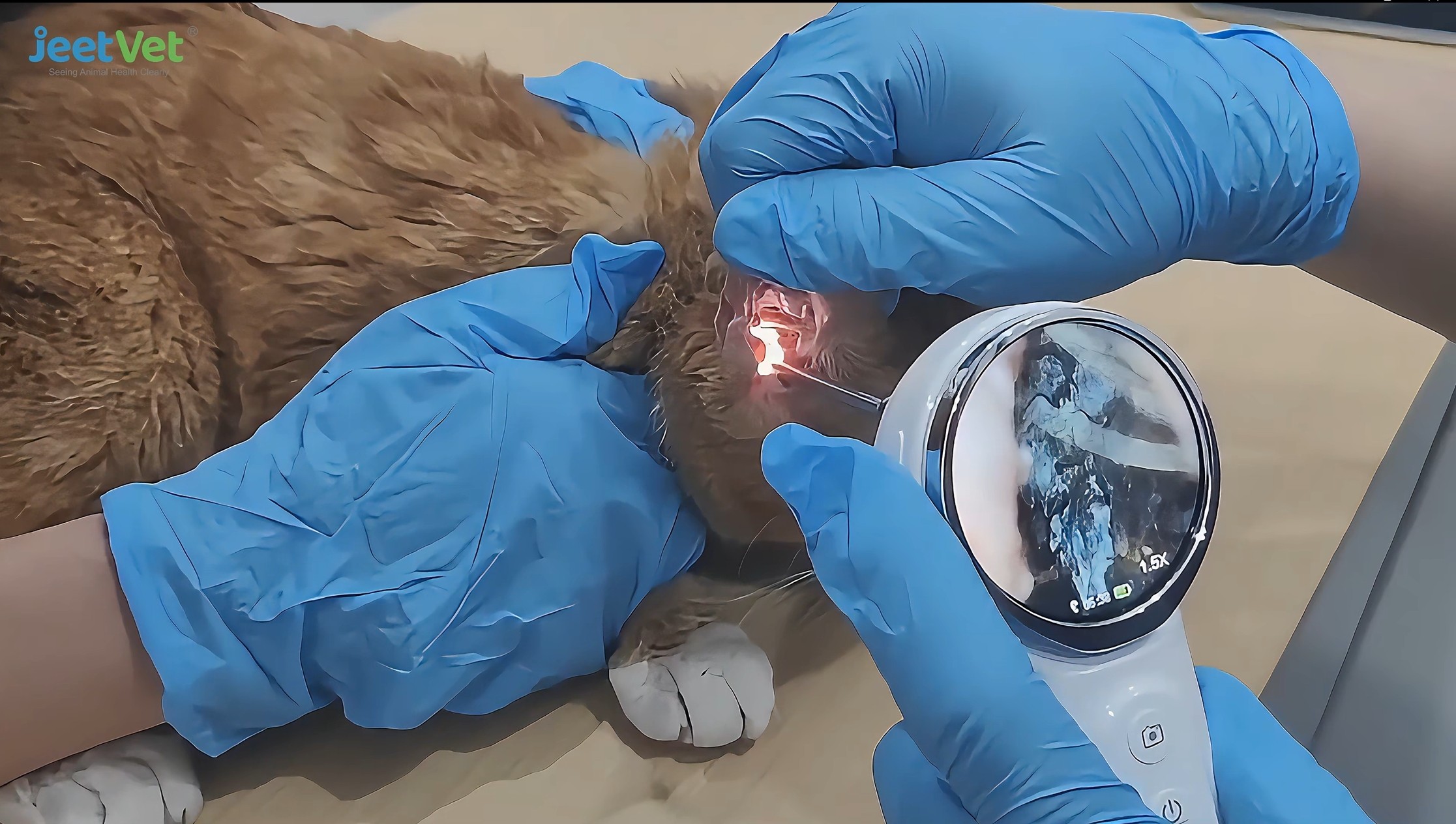 Wireless video otoscope showing ear canal on screen