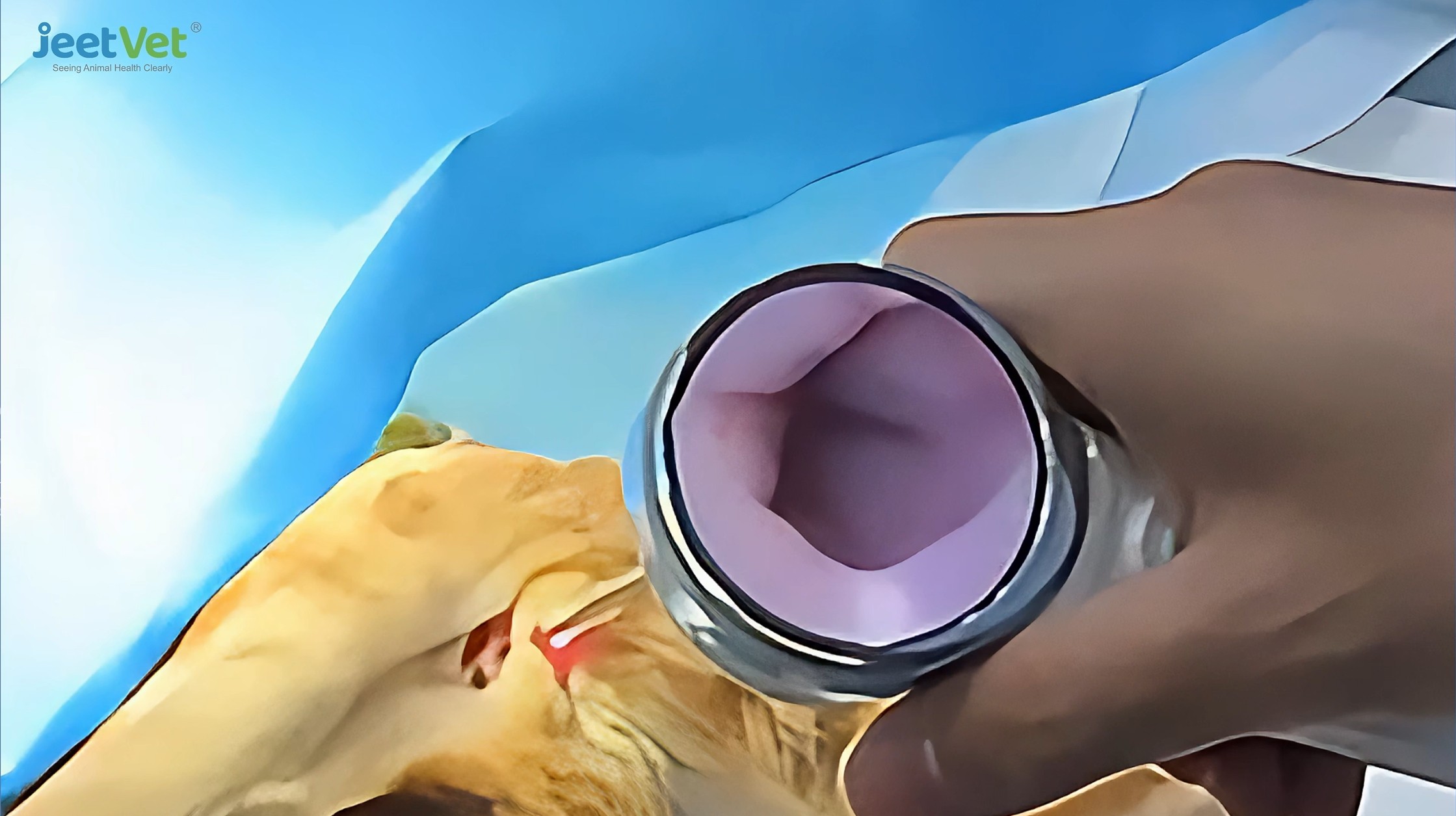 Wireless Video Otoscopes: Transforming Vet Ear Exams