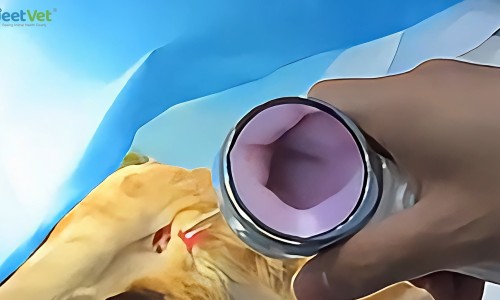 Wireless Video Otoscopes: Transforming Vet Ear Exams