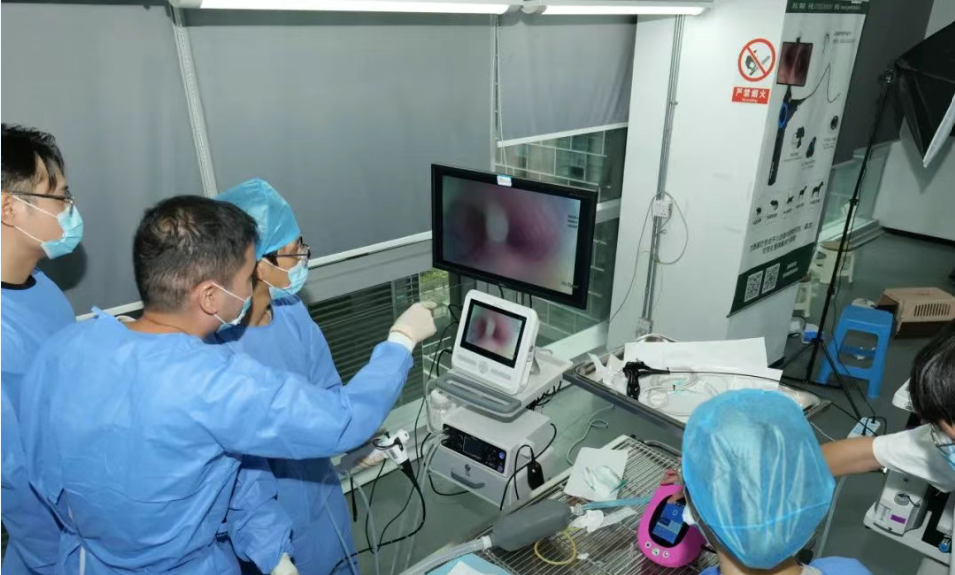 Veterinary tele-endoscopy remote consultation