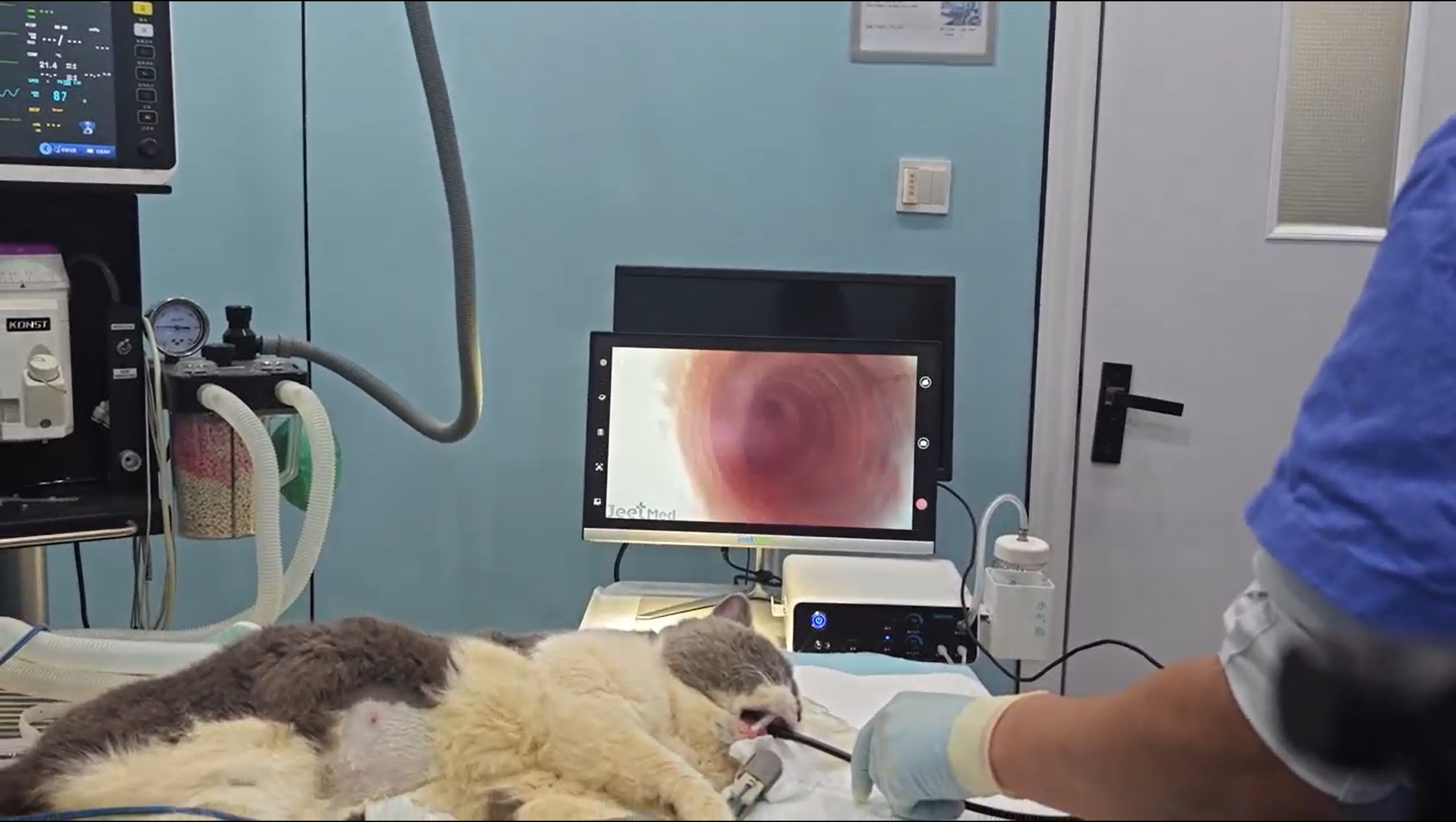 AI-assisted veterinary endoscopy on a cat