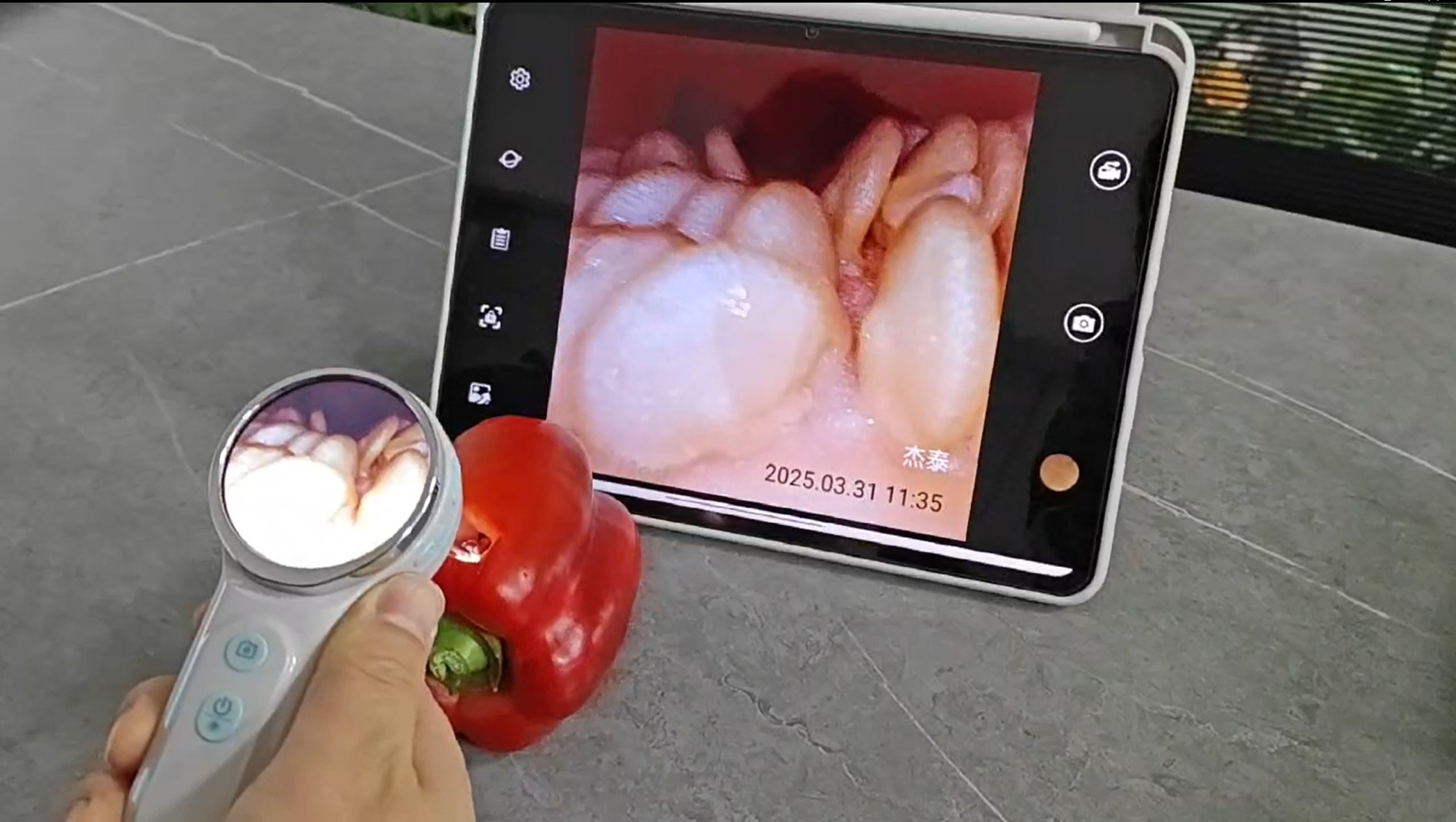 Wireless veterinary endoscope used on small animal