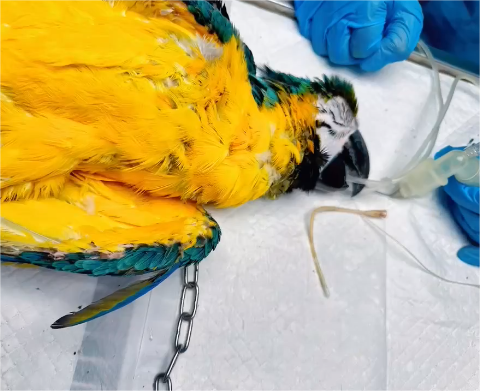 Endoscopio examinando un pez bajo el agua