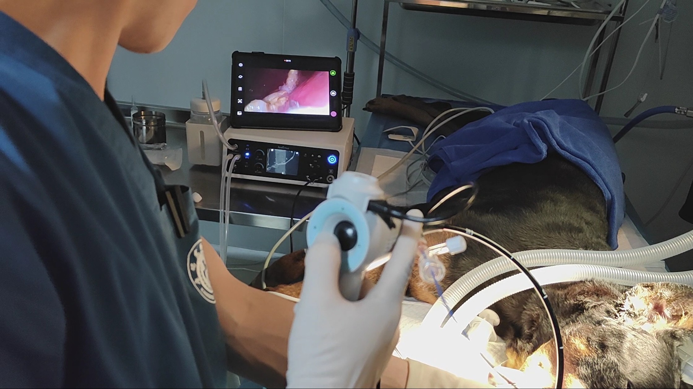 The pig underwent a successful gastroscopic examination using JeetVet’s advanced  Veterinary Endoscope.