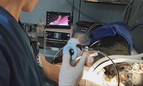 Cas d'application de l'endoscope vétérinaire JeetVet
