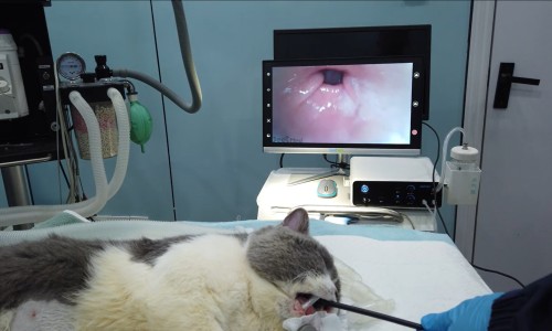 Endoscopie vétérinaire pour chats : choisir le bon outil pour un diagnostic précis