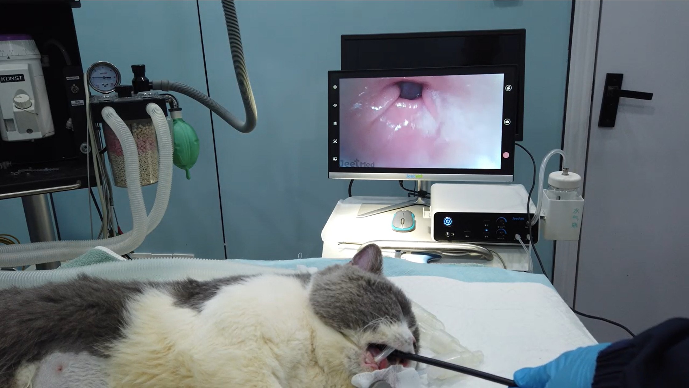 JeetVet’s advanced Veterinary Endoscope.