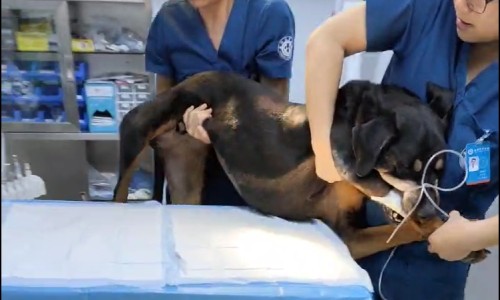 Le rôle de l'endoscopie dans le diagnostic vétérinaire canin