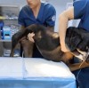 Le rôle de l'endoscopie dans le diagnostic vétérinaire canin