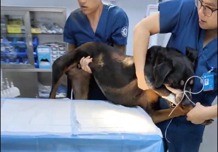 The Role of Endoscopy in Canine Veterinary Diagnostics