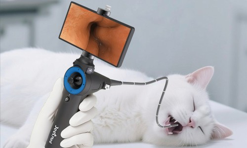 Gagnez du temps et réduisez vos coûts : l'endoscopie portable conçue pour l'efficacité vétérinaire
