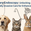 Endoscopie vétérinaire : ouvrir une nouvelle ère de soins mini-invasifs pour un meilleur bien-être animal