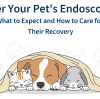 After Your Pet's Endoscopy: What to Expect and How to Care for Their Recovery