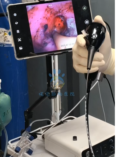 Endoscopy Case Image 2
