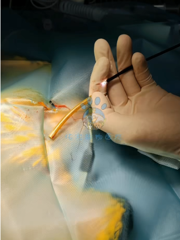 Endoscopy Case Image 1