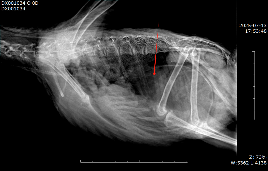 Endoscope examining a fish underwater