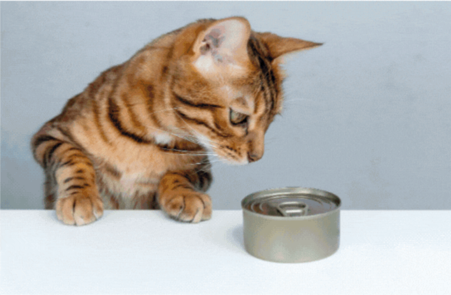 Étui pour endoscope vétérinaire