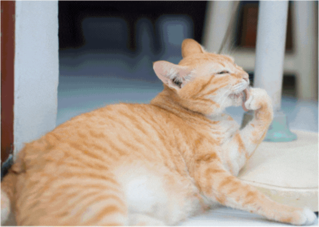 Étui pour endoscope vétérinaire