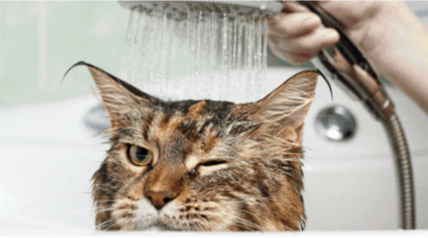 Étui pour endoscope vétérinaire