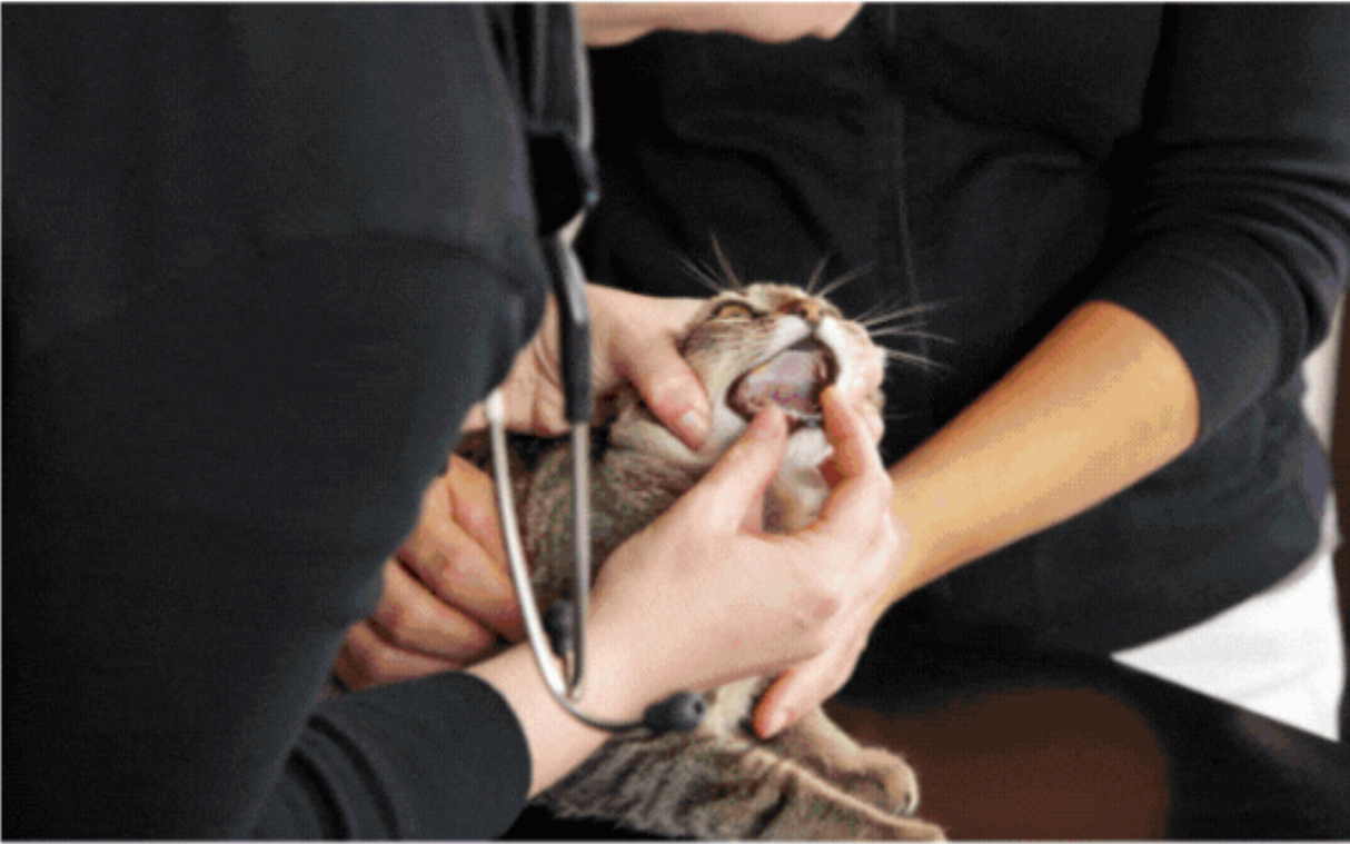 Étui pour endoscope vétérinaire